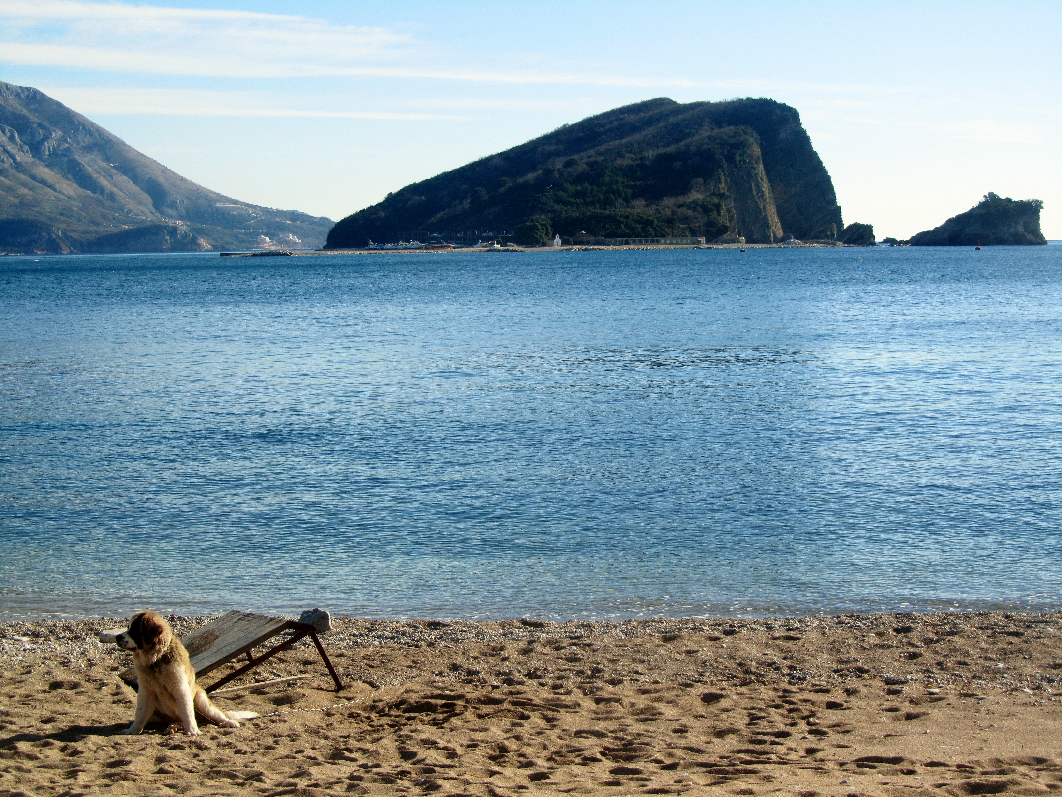 A Dog's Life at Budva 