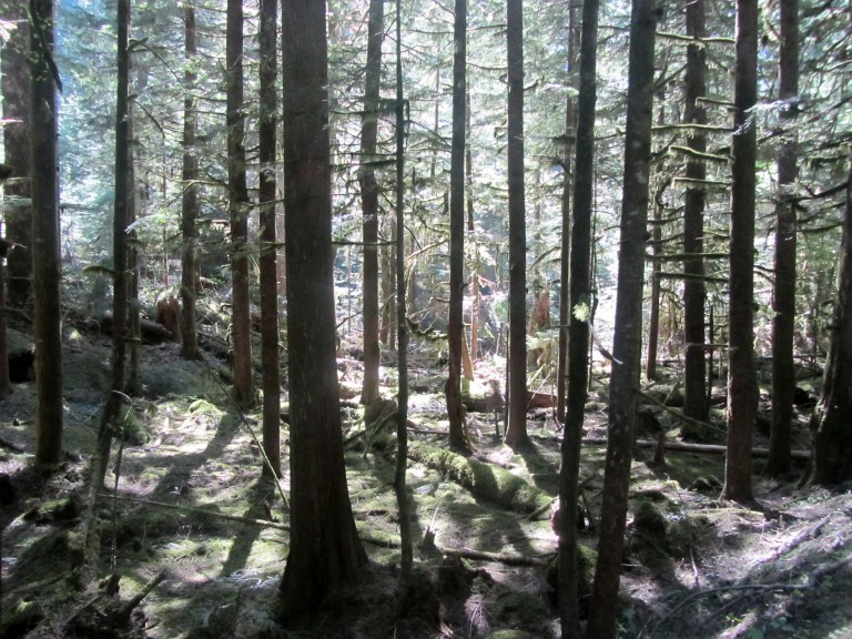 Can't See the Wood for the Trees